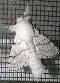 Dot-lined White